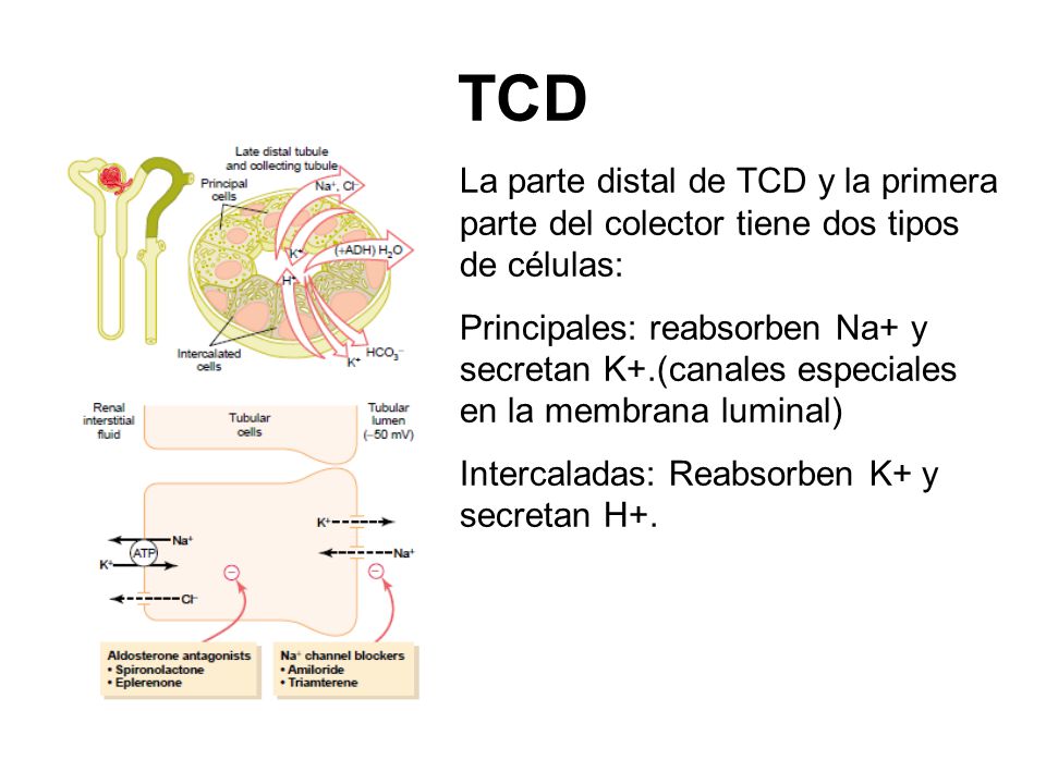 TCD La parte distal de TCD y la primera parte del colector tiene dos tipos de células: