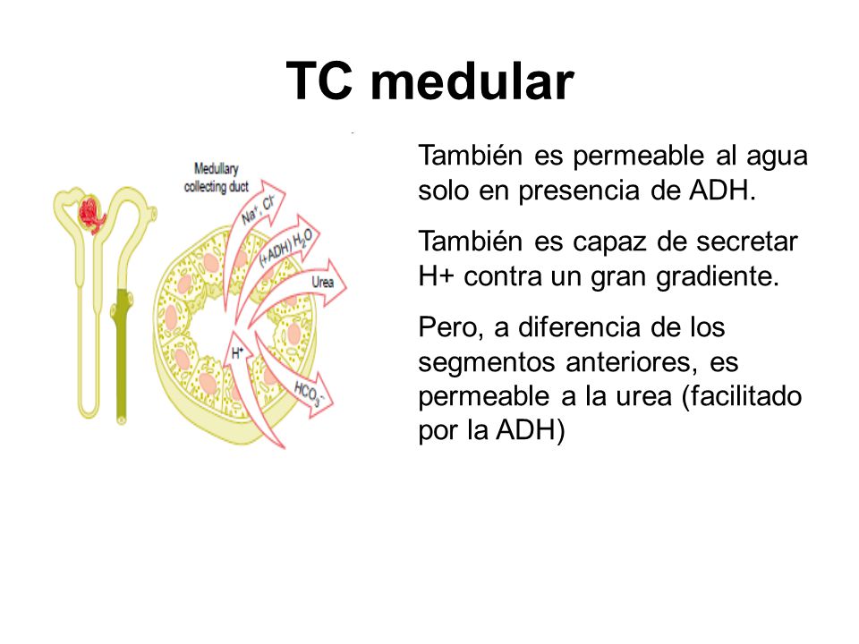 TC medular También es permeable al agua solo en presencia de ADH.