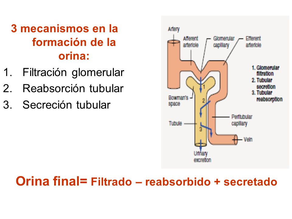 3 mecanismos en la formación de la orina: