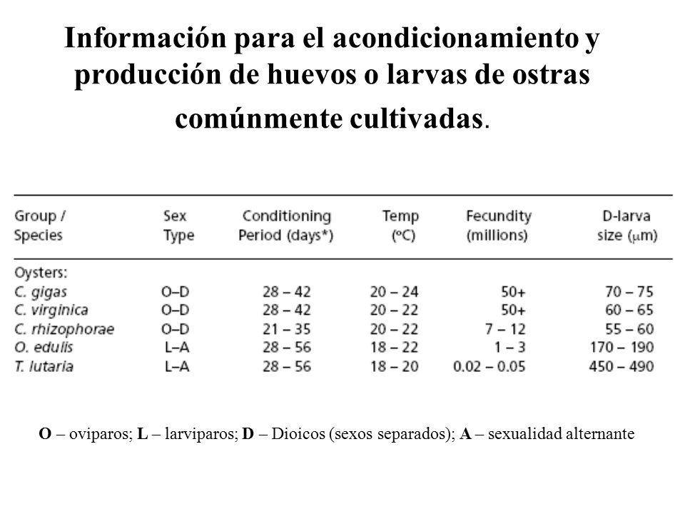 Información para el acondicionamiento y producción de huevos o larvas de ostras comúnmente cultivadas.