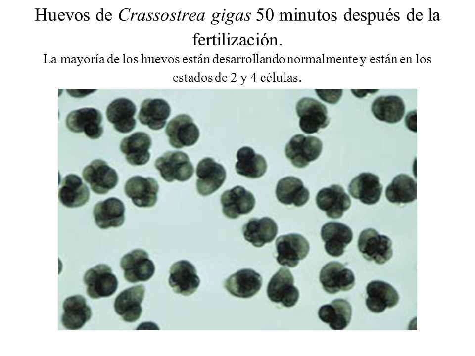 Huevos de Crassostrea gigas 50 minutos después de la fertilización