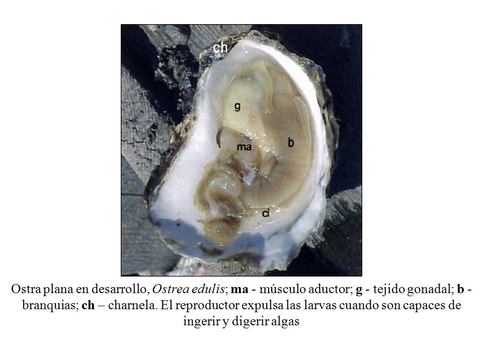 Ostra plana en desarrollo, Ostrea edulis; ma - músculo aductor; g - tejido gonadal; b - branquias; ch – charnela.