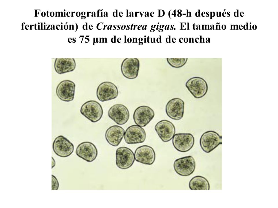 Fotomicrografía de larvae D (48-h después de fertilización) de Crassostrea gigas.