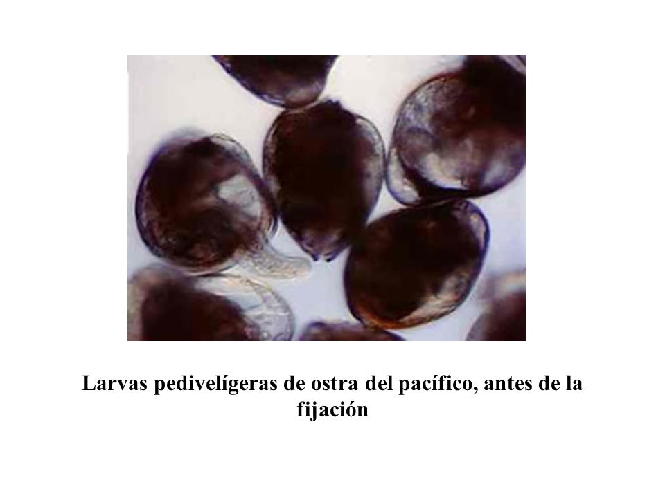 Larvas pedivelígeras de ostra del pacífico, antes de la fijación