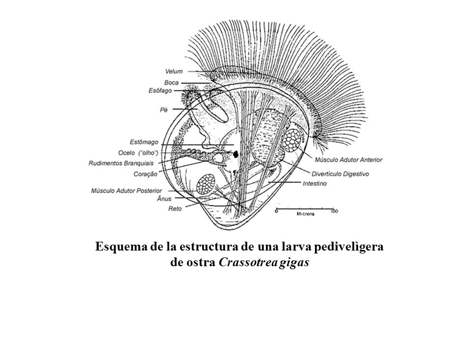 Esquema de la estructura de una larva pedivelìgera de ostra Crassotrea gigas