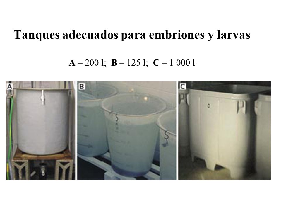Tanques adecuados para embriones y larvas A – 200 l; B – 125 l; C – l