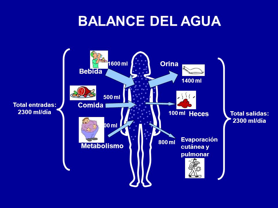 BALANCE DEL AGUA Orina Bebida Comida Heces Metabolismo Total entradas: