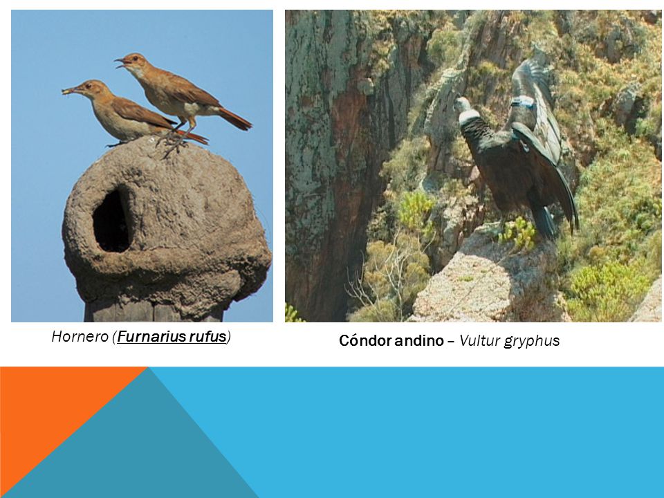 Hornero (Furnarius rufus)