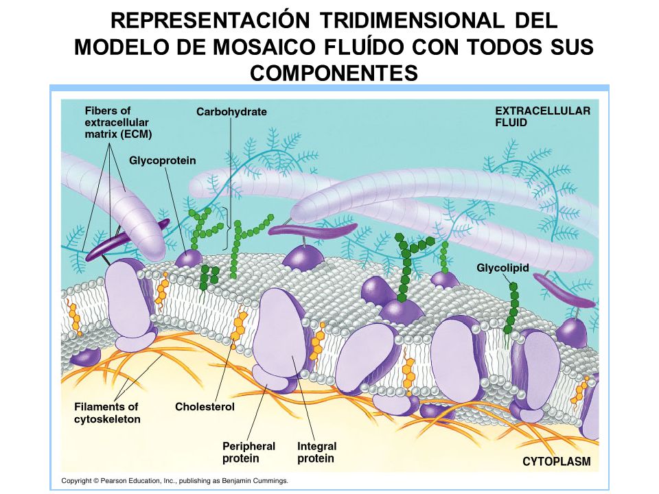 REPRESENTACIÓN TRIDIMENSIONAL DEL MODELO DE MOSAICO FLUÍDO CON TODOS SUS COMPONENTES