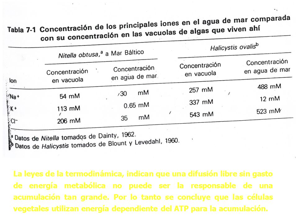 La leyes de la termodinámica, indican que una difusión libre sin gasto de energía metabólica no puede ser la responsable de una acumulación tan grande.