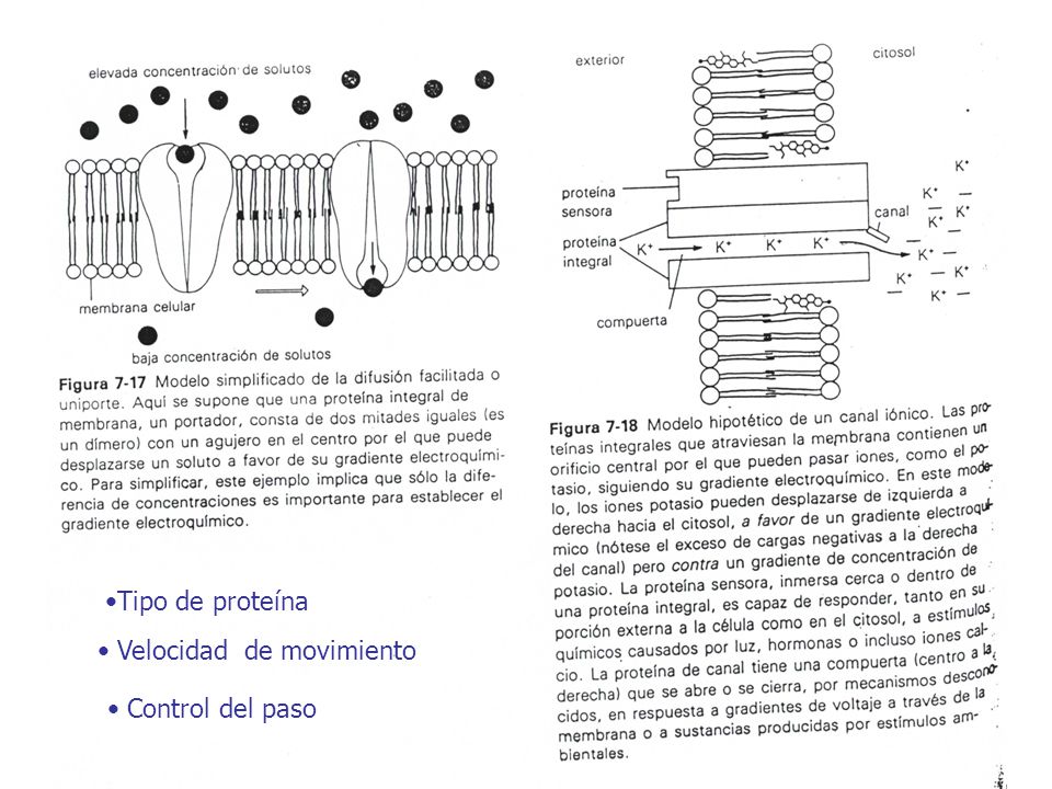 Tipo de proteína Velocidad de movimiento Control del paso
