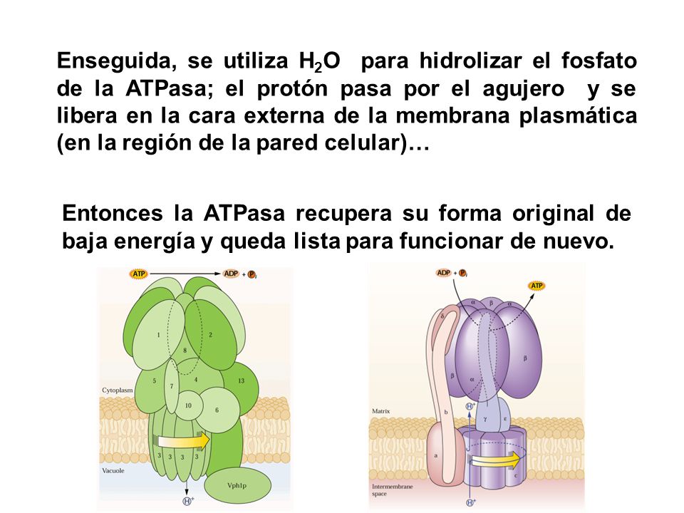 Enseguida, se utiliza H2O para hidrolizar el fosfato de la ATPasa; el protón pasa por el agujero y se libera en la cara externa de la membrana plasmática (en la región de la pared celular)…
