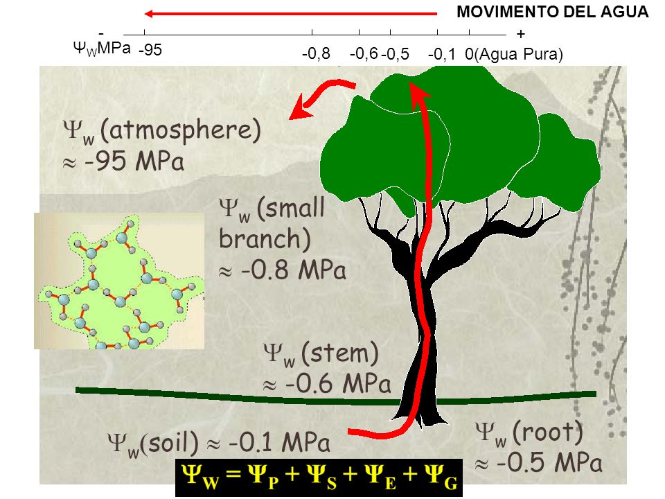 MOVIMENTO DEL AGUA - + ΨWMPa ,8 -0,6 -0,5 -0,1 0(Agua Pura)