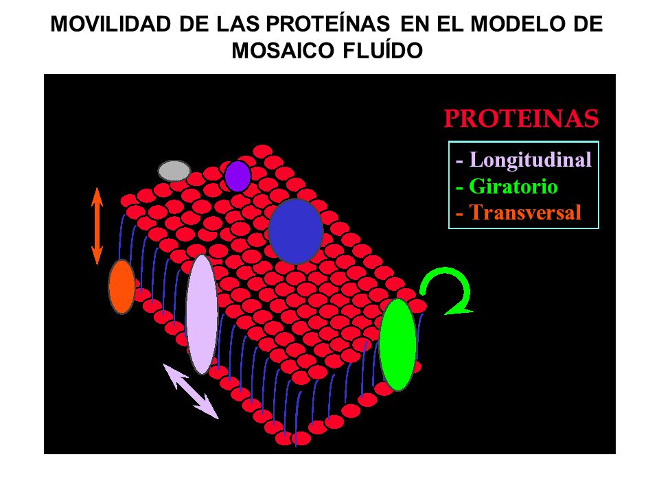 MOVILIDAD DE LAS PROTEÍNAS EN EL MODELO DE MOSAICO FLUÍDO