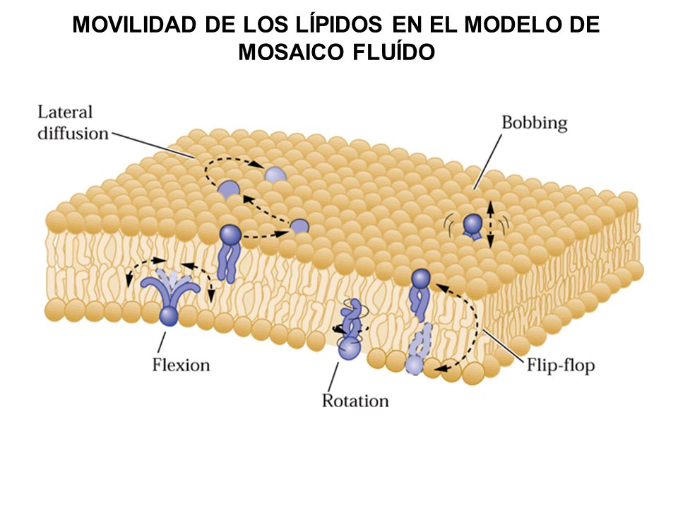 MOVILIDAD DE LOS LÍPIDOS EN EL MODELO DE MOSAICO FLUÍDO