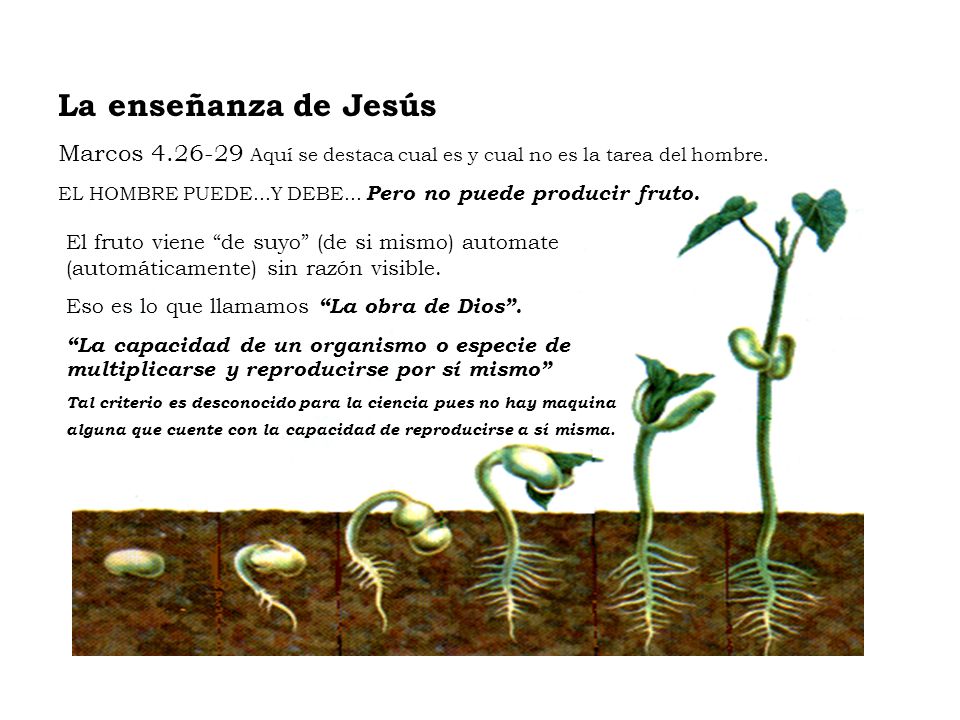 La enseñanza de Jesús Marcos Aquí se destaca cual es y cual no es la tarea del hombre.