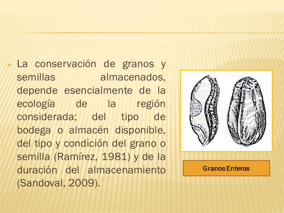 La conservación de granos y semillas almacenados, depende esencialmente de la ecología de la región considerada; del tipo de bodega o almacén disponible, del tipo y condición del grano o semilla (Ramírez, 1981) y de la duración del almacenamiento (Sandoval, 2009).