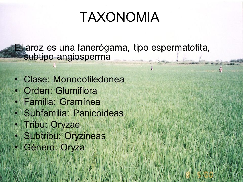 TAXONOMIA El aroz es una fanerógama, tipo espermatofita, subtipo angiosperma. Clase: Monocotiledonea.