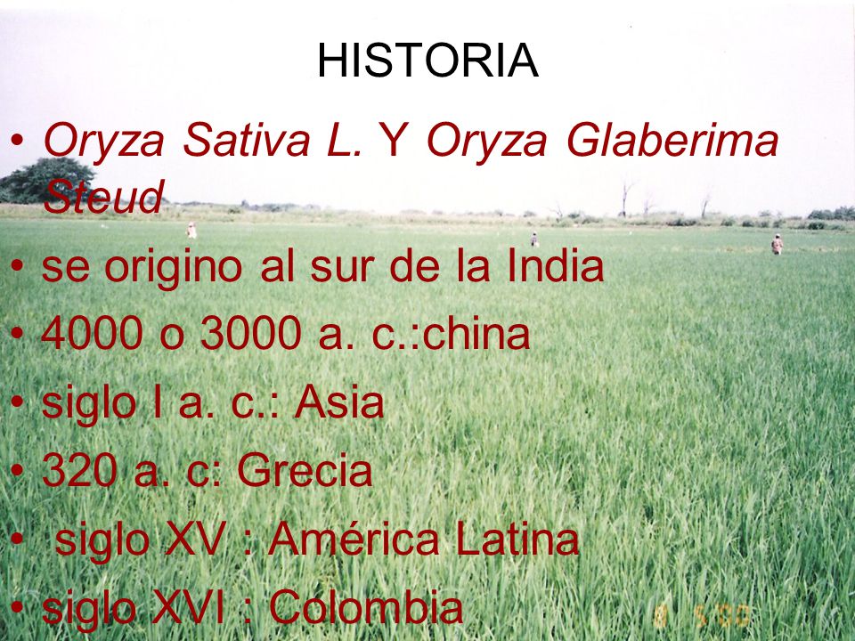 HISTORIA Oryza Sativa L. Y Oryza Glaberima Steud. se origino al sur de la India o 3000 a. c.:china.