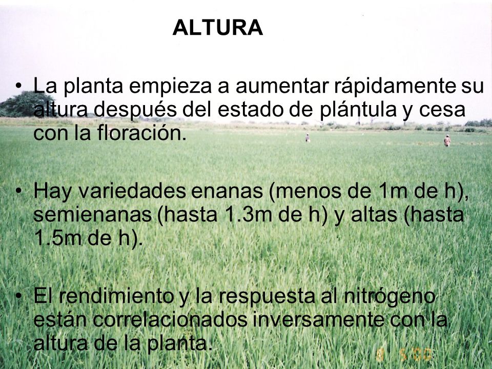 ALTURA La planta empieza a aumentar rápidamente su altura después del estado de plántula y cesa con la floración.