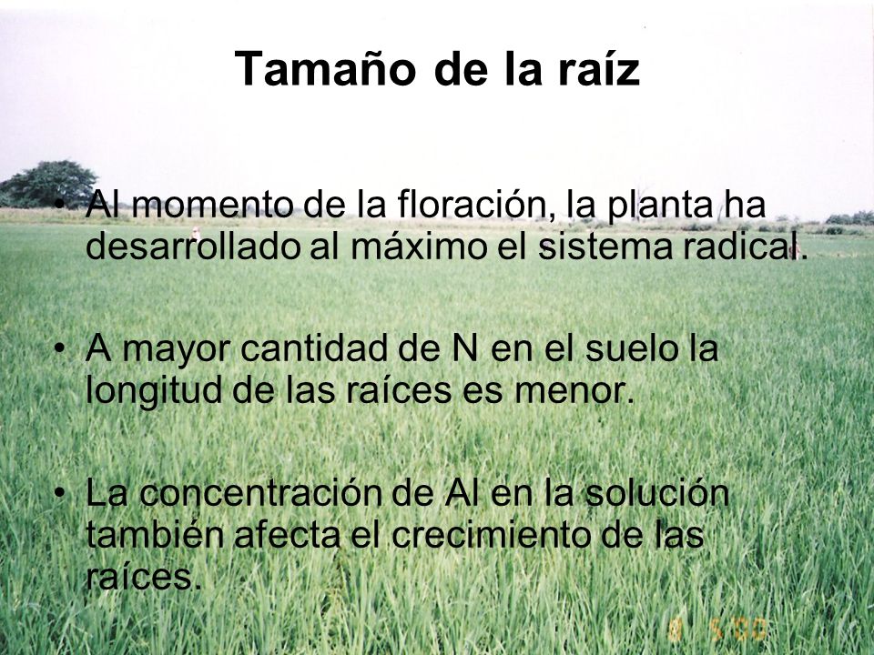 Tamaño de la raíz Al momento de la floración, la planta ha desarrollado al máximo el sistema radical.