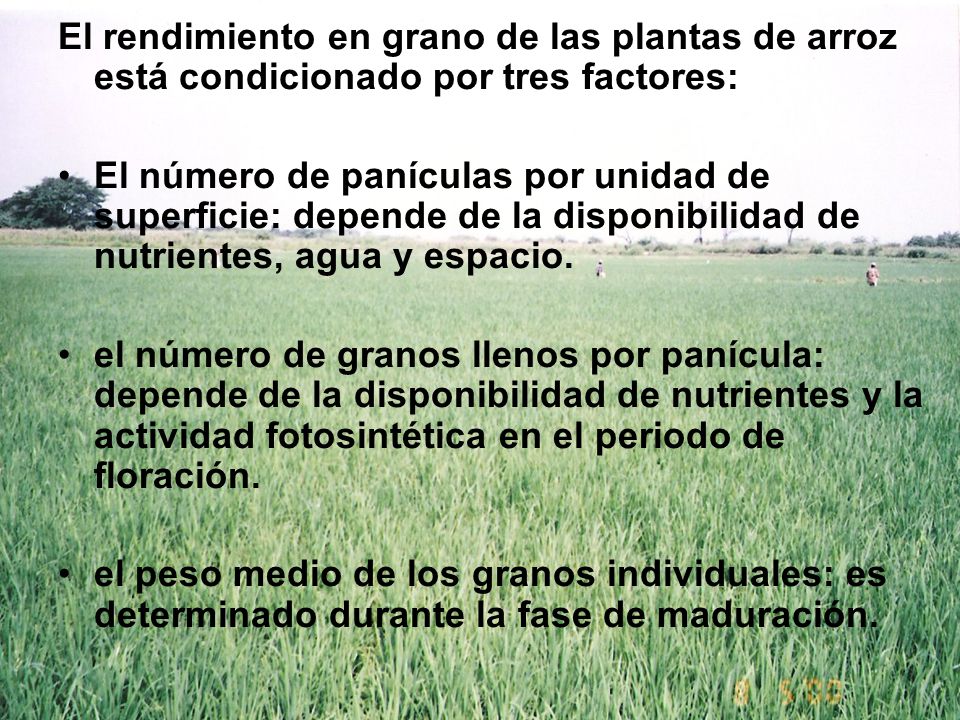 El rendimiento en grano de las plantas de arroz está condicionado por tres factores: