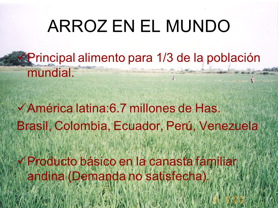 ARROZ EN EL MUNDO Principal alimento para 1/3 de la población mundial.