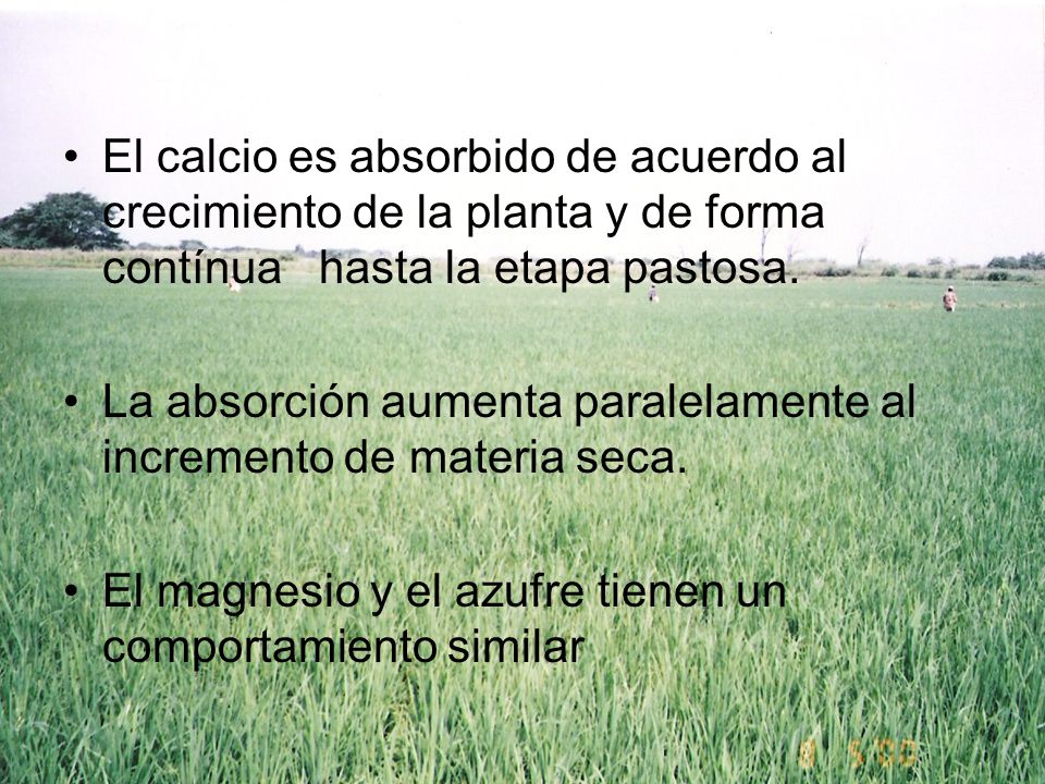 El calcio es absorbido de acuerdo al crecimiento de la planta y de forma contínua hasta la etapa pastosa.