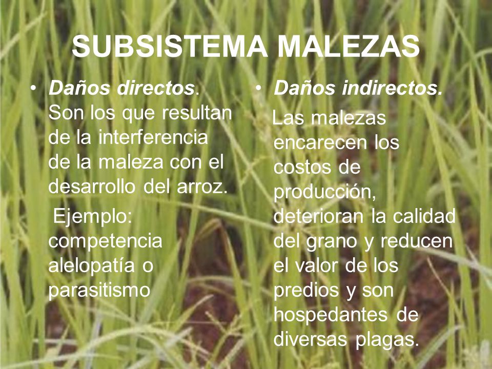 SUBSISTEMA MALEZAS Daños directos. Son los que resultan de la interferencia de la maleza con el desarrollo del arroz.