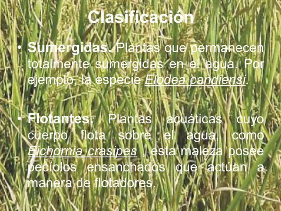 Clasificación Sumergidas. Plantas que permanecen totalmente sumergidas en el agua. Por ejemplo, la especie Elodea candiensi.