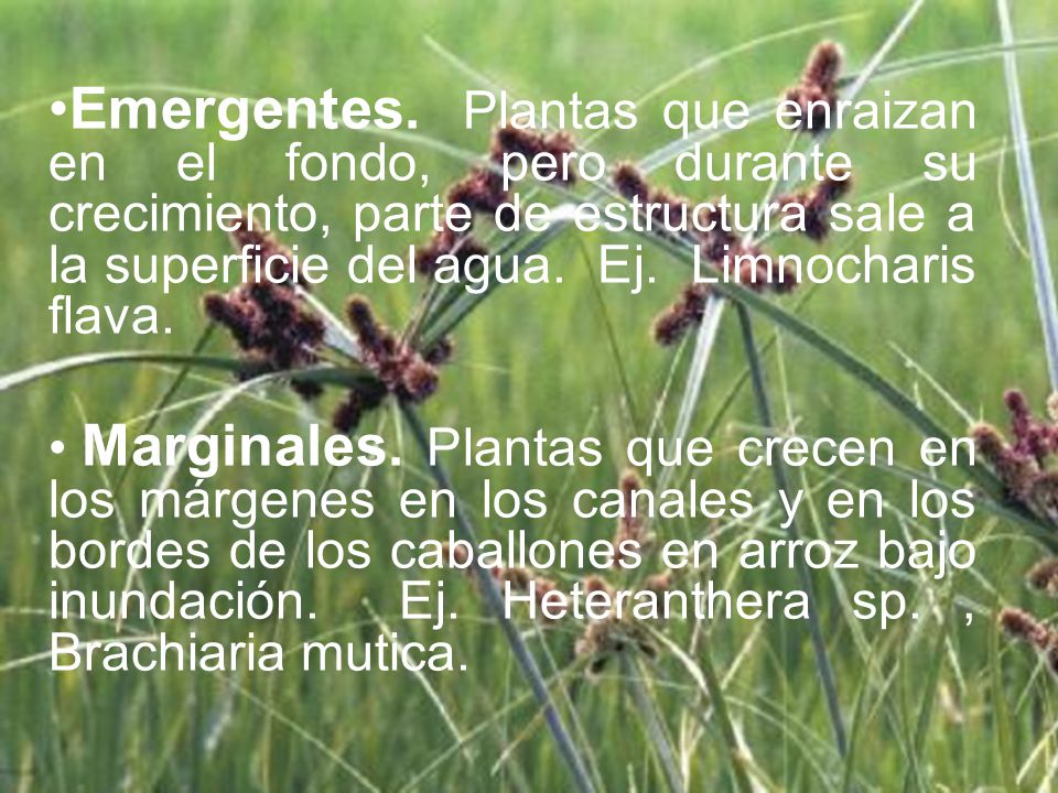 Emergentes. Plantas que enraizan en el fondo, pero durante su crecimiento, parte de estructura sale a la superficie del agua. Ej. Limnocharis flava.