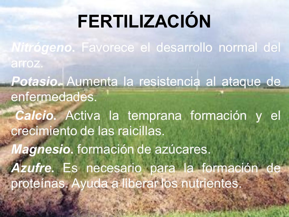 FERTILIZACIÓN Nitrógeno. Favorece el desarrollo normal del arroz.