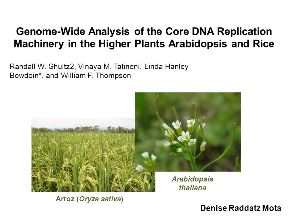 Genome-Wide Analysis of the Core DNA Replication