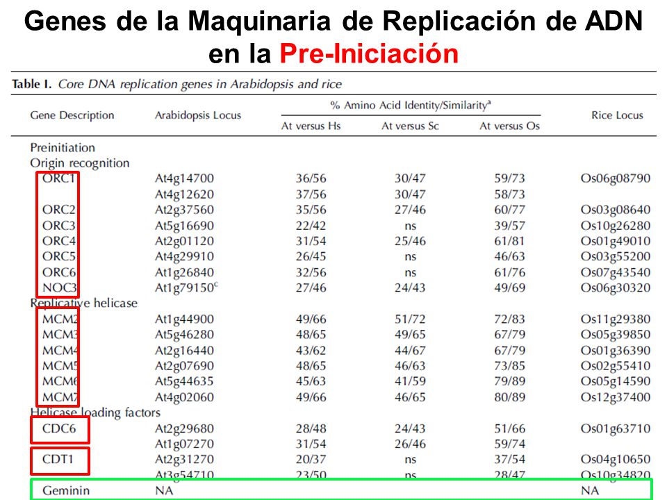 Genes de la Maquinaria de Replicación de ADN en la Pre-Iniciación
