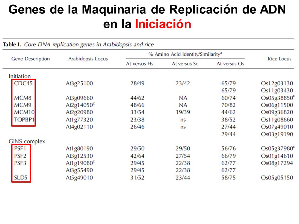 Genes de la Maquinaria de Replicación de ADN en la Iniciación