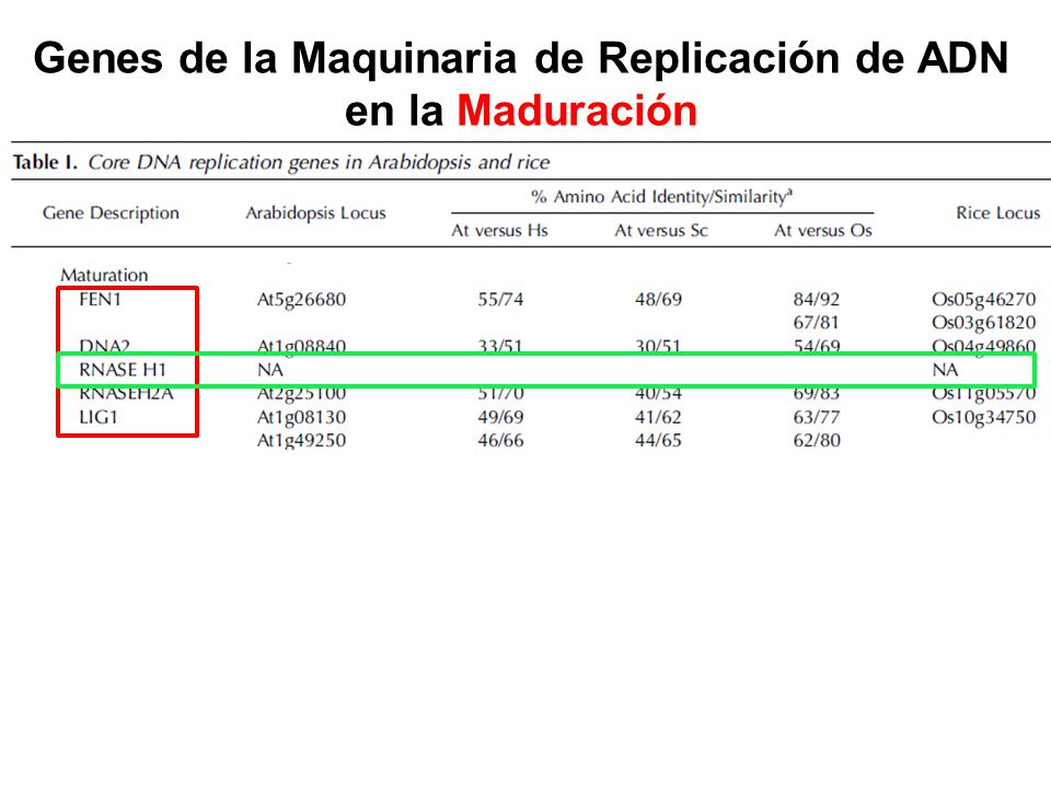 Genes de la Maquinaria de Replicación de ADN en la Maduración