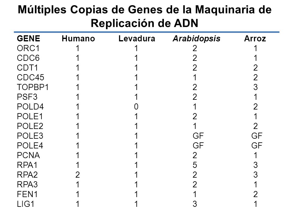 Múltiples Copias de Genes de la Maquinaria de Replicación de ADN