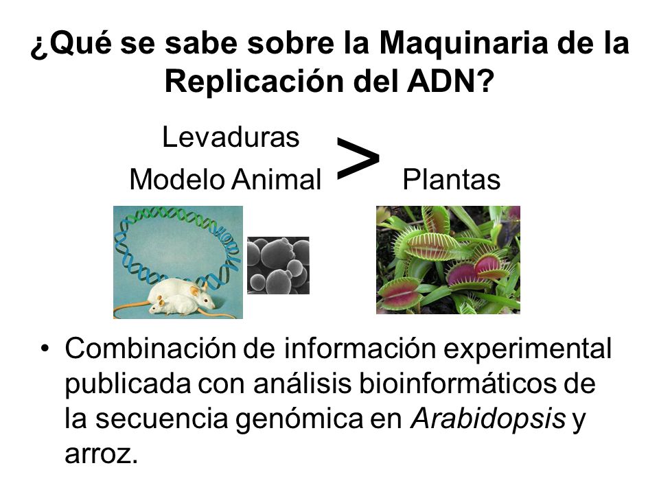 ¿Qué se sabe sobre la Maquinaria de la Replicación del ADN