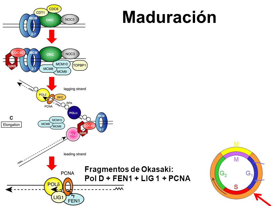 Maduración Fragmentos de Okasaki: Pol D + FEN1 + LIG 1 + PCNA