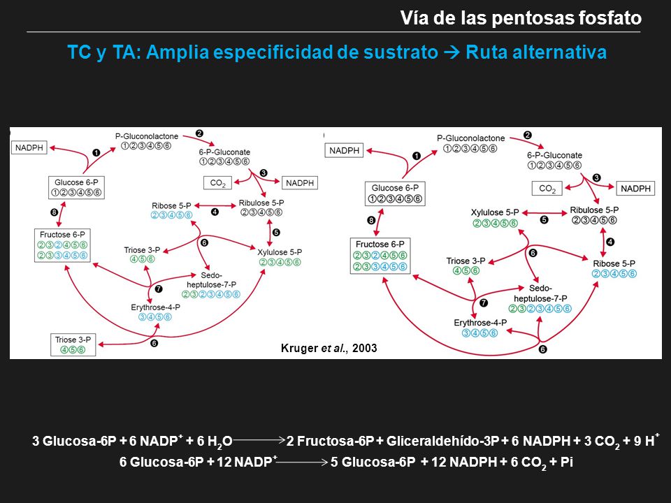 TC y TA: Amplia especificidad de sustrato  Ruta alternativa