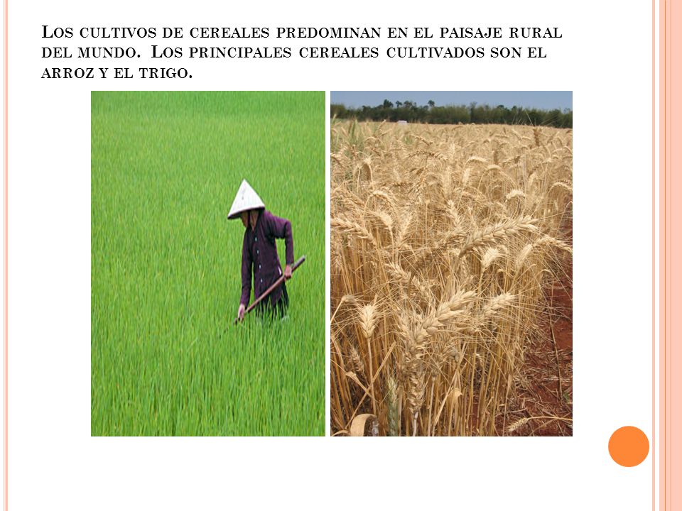 Los cultivos de cereales predominan en el paisaje rural del mundo