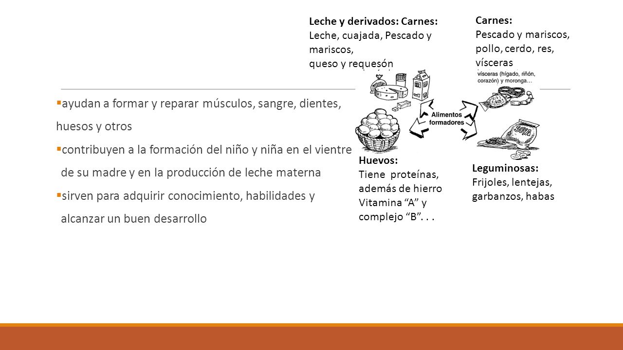 ayudan a formar y reparar músculos, sangre, dientes, huesos y otros