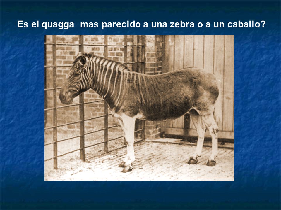 Es el quagga mas parecido a una zebra o a un caballo