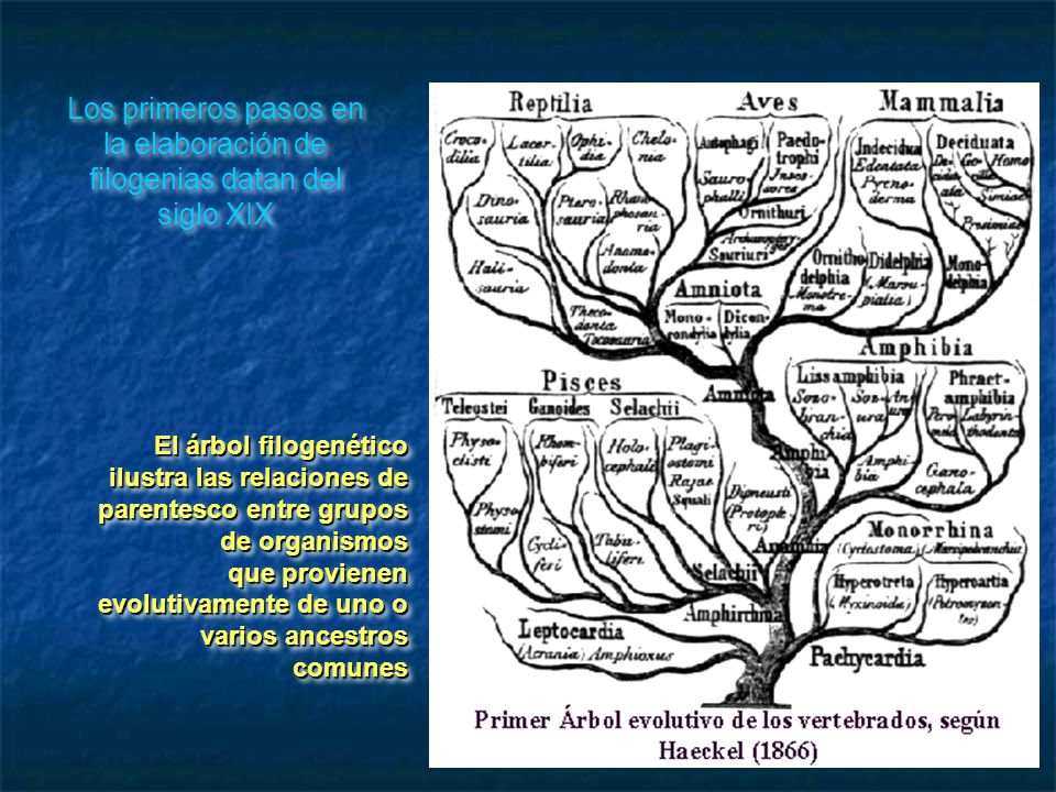 Los primeros pasos en la elaboración de filogenias datan del siglo XIX