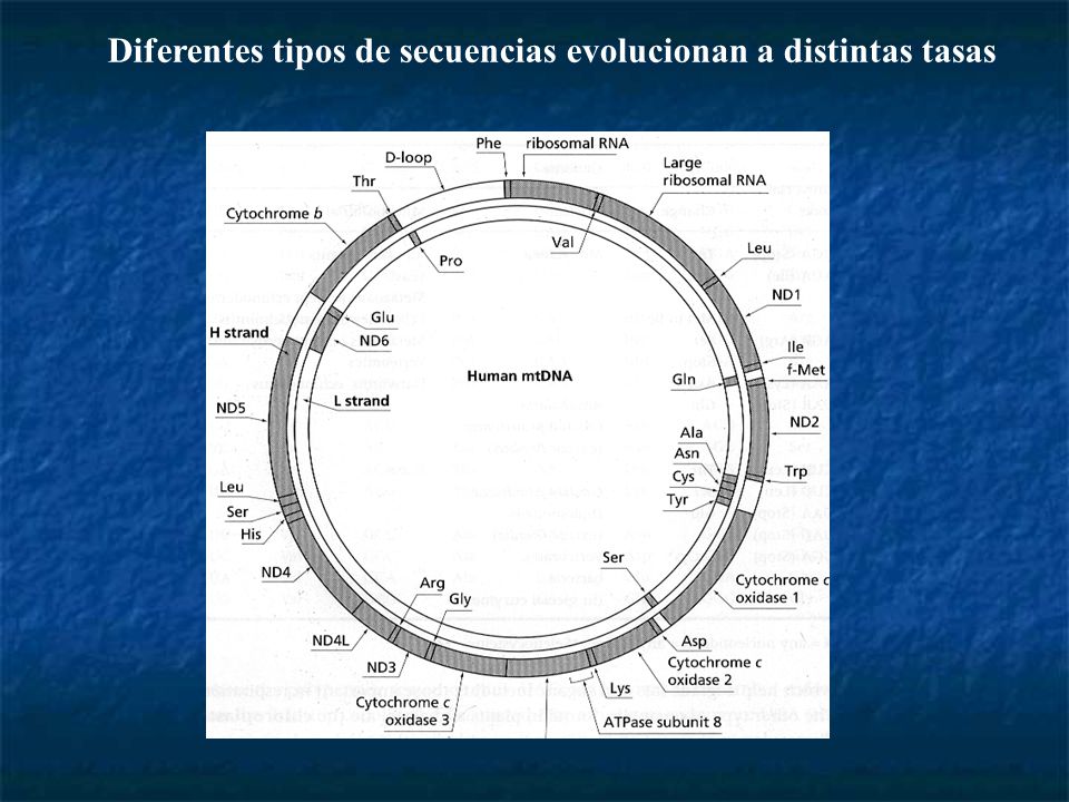Diferentes tipos de secuencias evolucionan a distintas tasas