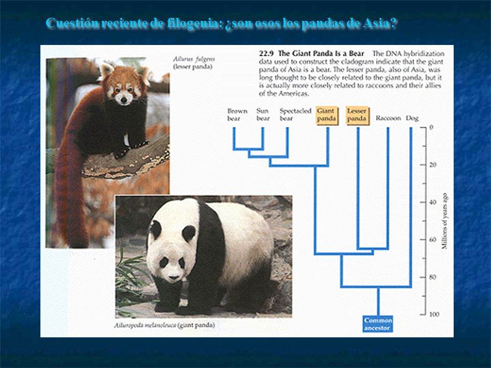 Cuestión reciente de filogenia: ¿son osos los pandas de Asia
