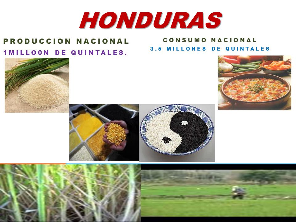 HONDURAS PRODUCCION NACIONAL 1MILLO0N DE QUINTALES. CONSUMO NACIONAL
