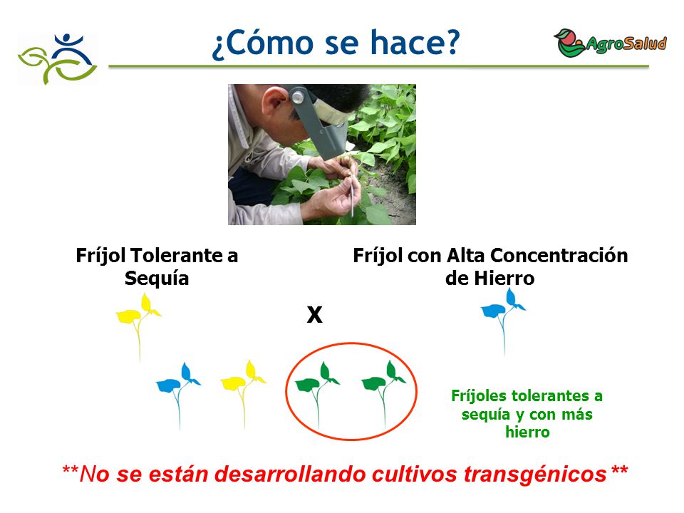 ¿Cómo se hace X **No se están desarrollando cultivos transgénicos **