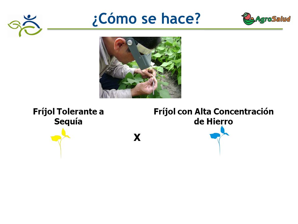 Fríjol Tolerante a Sequía Fríjol con Alta Concentración de Hierro