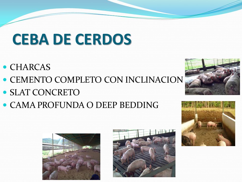 CEBA DE CERDOS CHARCAS CEMENTO COMPLETO CON INCLINACION SLAT CONCRETO
